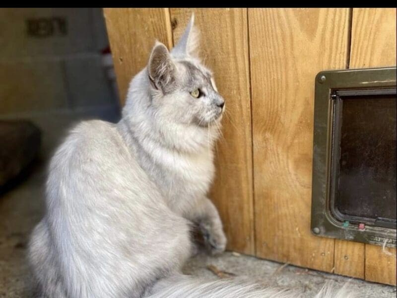 Chatons maine coon lignées shaded