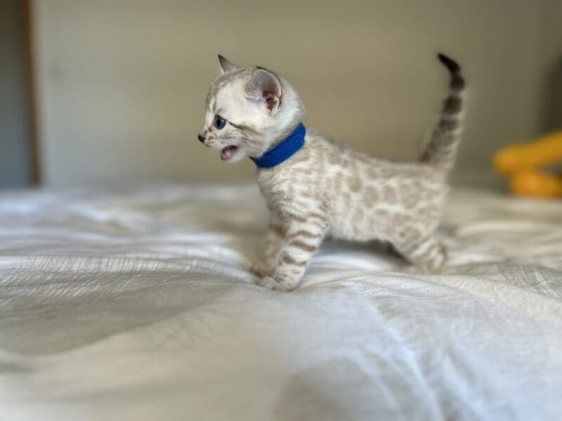 Chatons bengals disponibles
