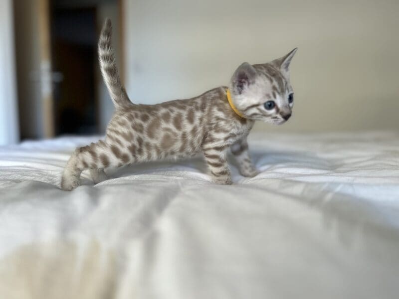 Chatons bengals disponibles