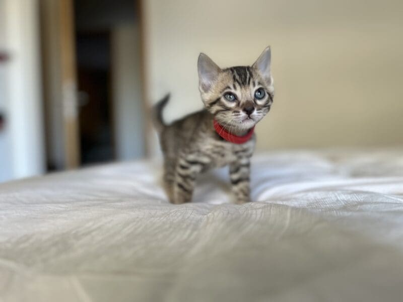Chatons bengals disponibles