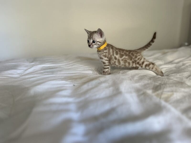 Chatons bengals disponibles