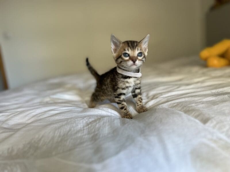 Chatons bengals disponibles