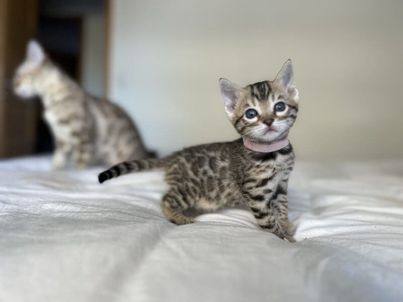 Chatons bengals disponibles