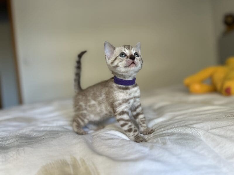 Chatons bengals disponibles