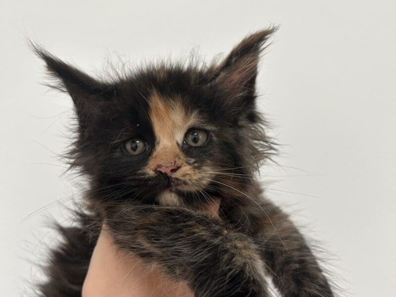 Maine coon femelle LOOF