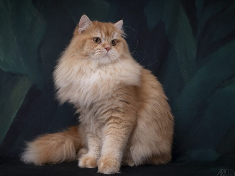 Etalon BRITISH LONGHAIR RED GOLDEN SHADED