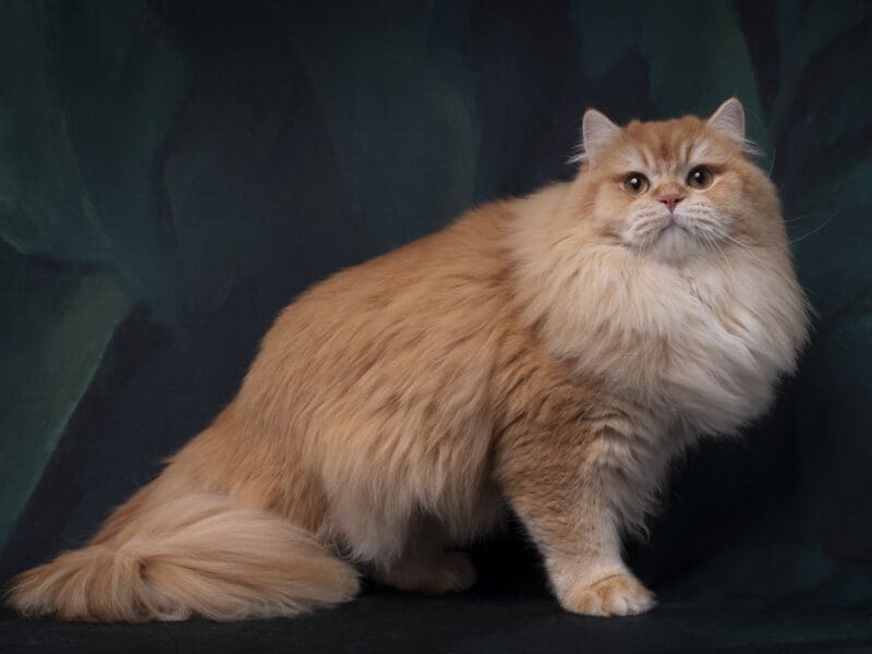 Etalon BRITISH LONGHAIR RED GOLDEN SHADED