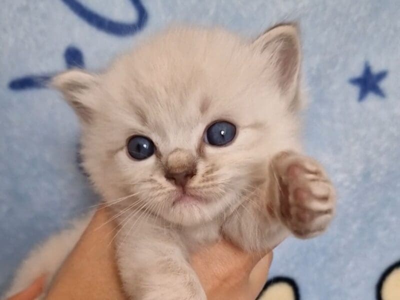 Ragdoll tabby