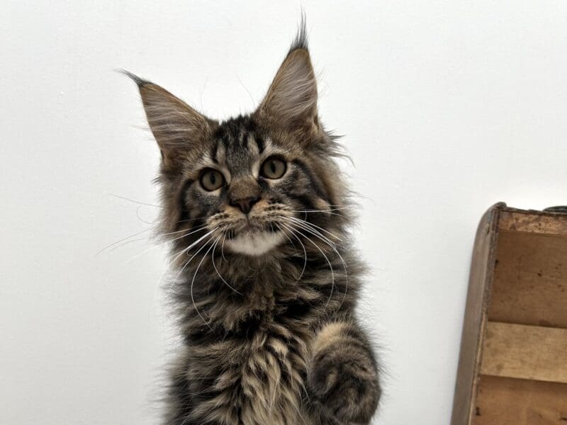 Mâle Maine coon loof