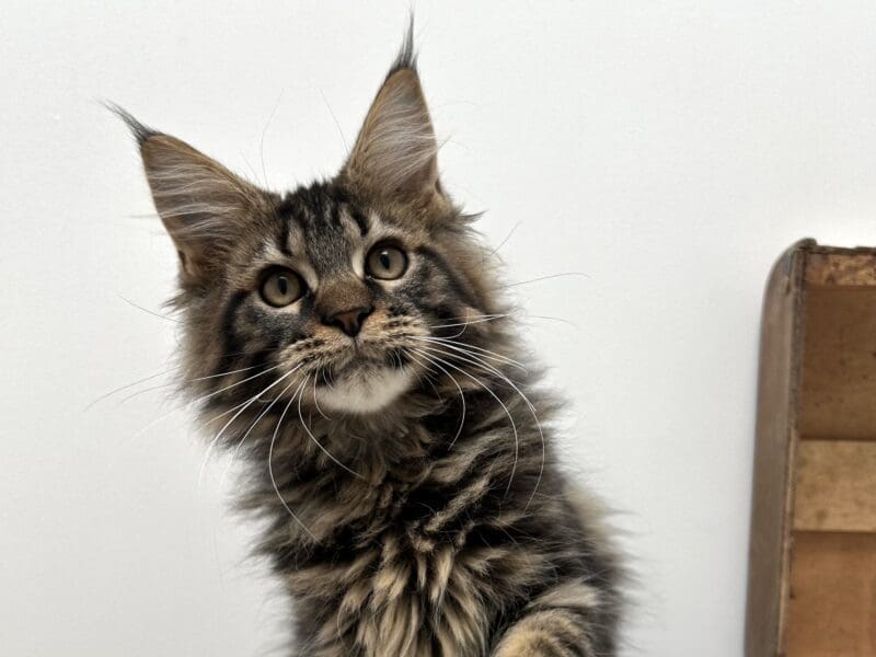 Mâle Maine coon loof