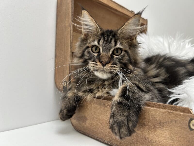 Mâle Maine coon loof