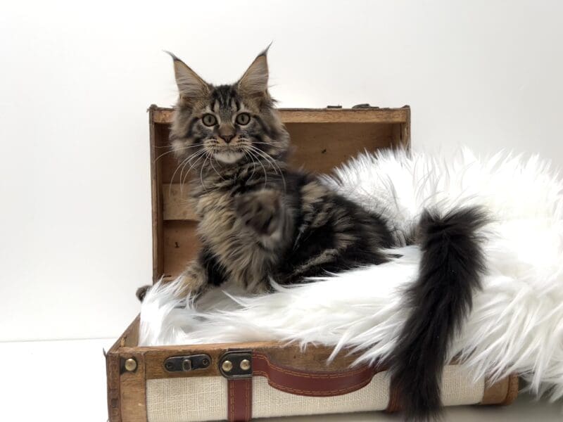 Mâle Maine coon loof