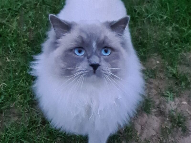 Ragdoll blue mitted