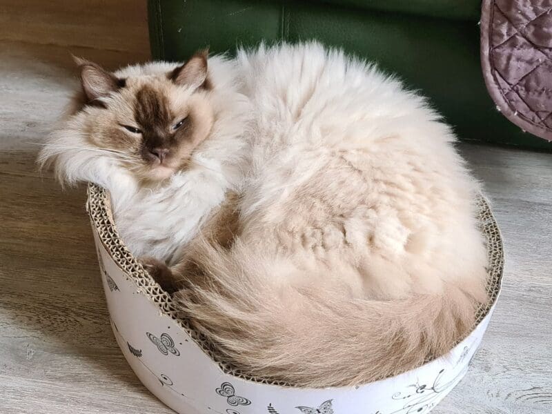 Deux ragdolls retraités en recherche de famille