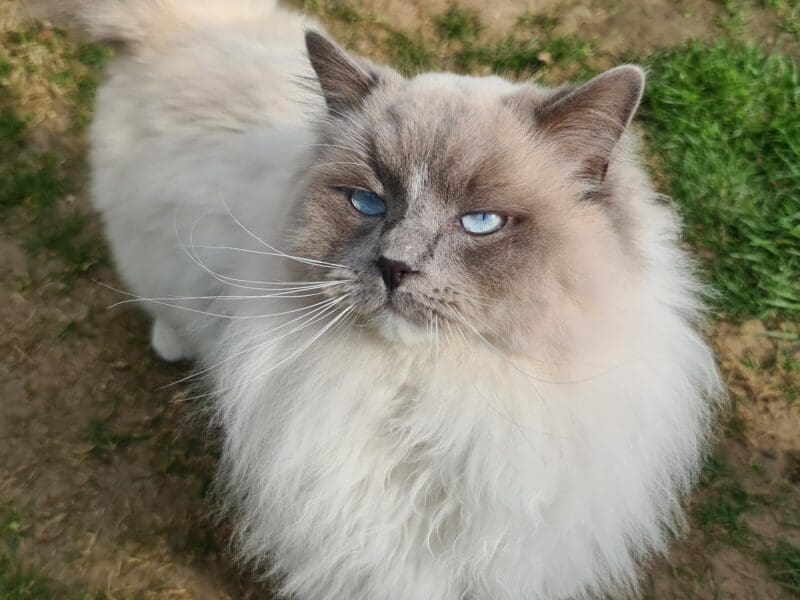 Ragdoll blue mitted