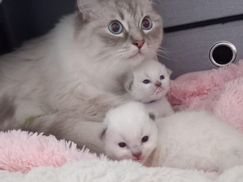 Chatons Ragdoll