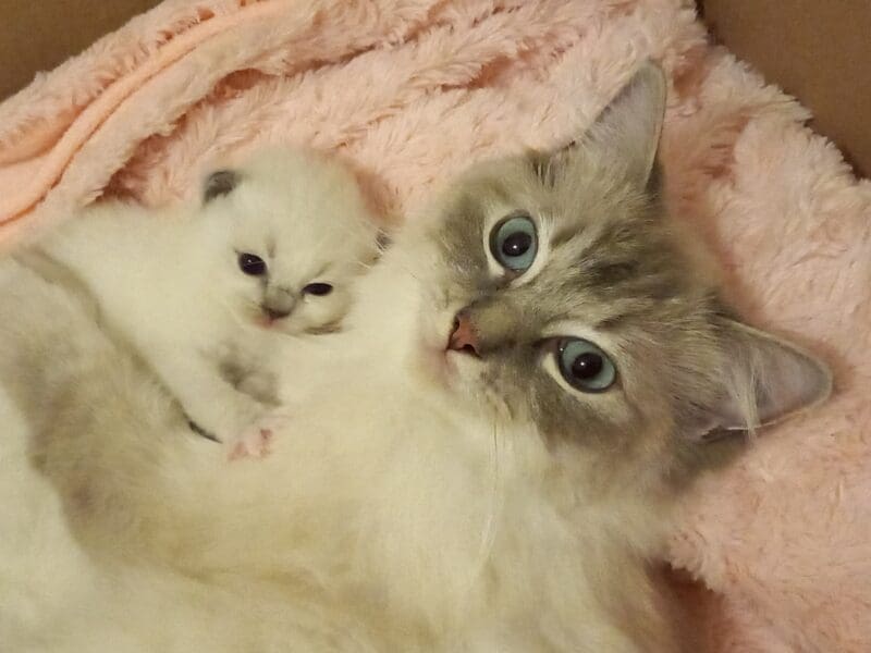 Chatons Ragdoll