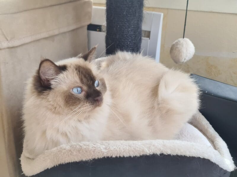 Deux ragdolls retraités en recherche de famille