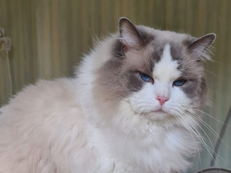 Deux ragdolls retraités en recherche de famille
