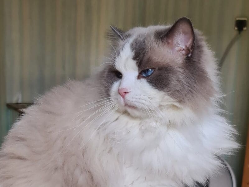 Deux ragdolls retraités en recherche de famille