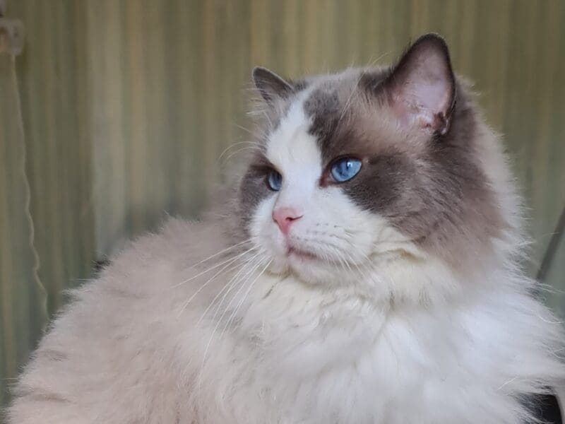 Deux ragdolls retraités en recherche de famille