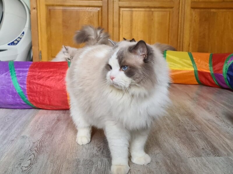 Deux ragdolls retraités en recherche de famille