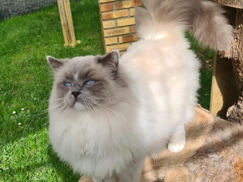 Ragdoll blue mitted