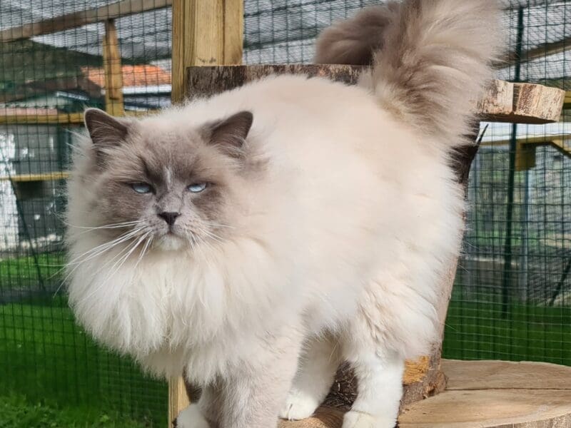 Ragdoll blue mitted