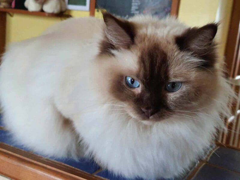 Deux ragdolls retraités en recherche de famille