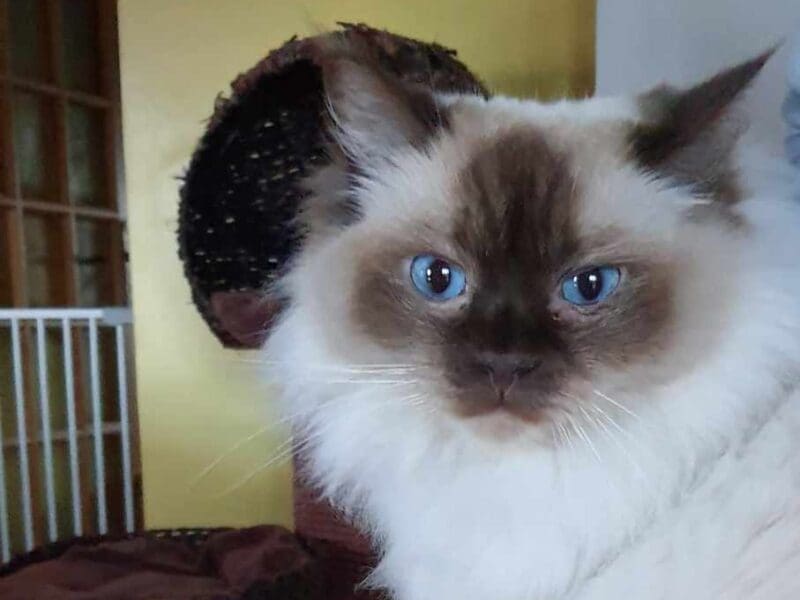 Deux ragdolls retraités en recherche de famille