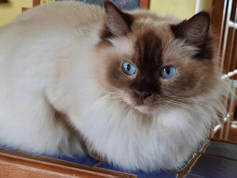 Deux ragdolls retraités en recherche de famille