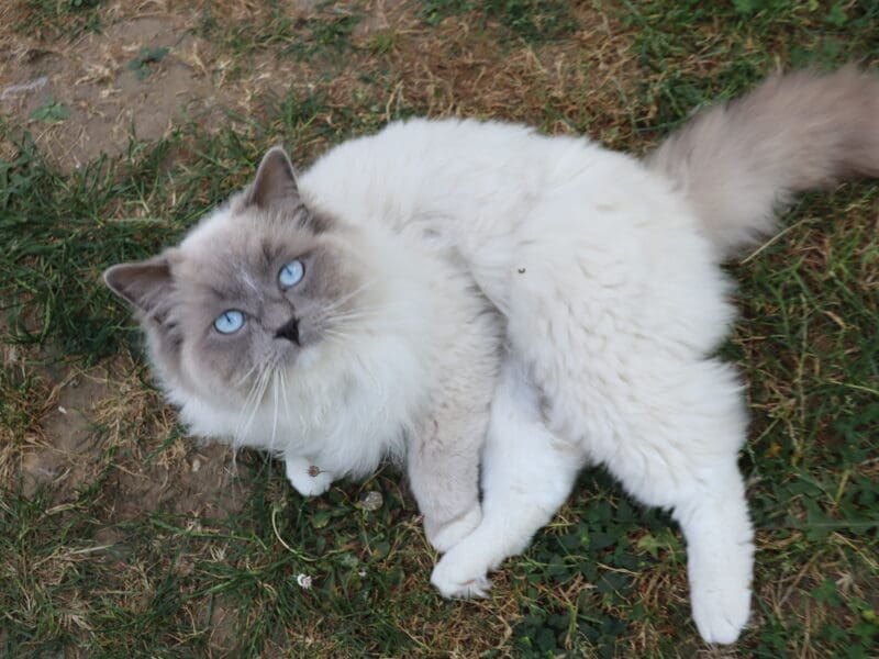 Ragdoll blue mitted