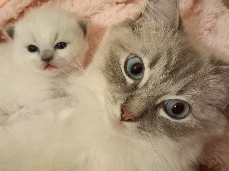 Chatons Ragdoll