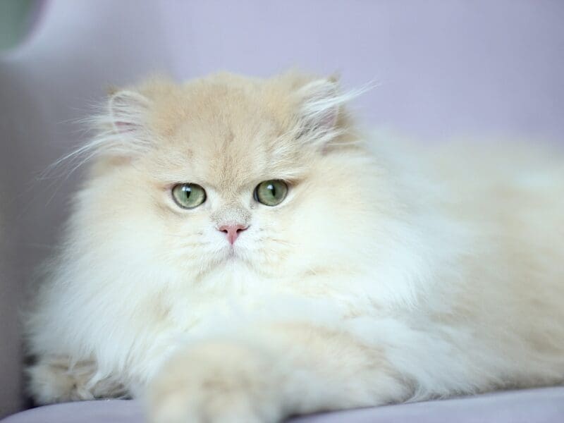 Perfect boy cy12 available for breeding