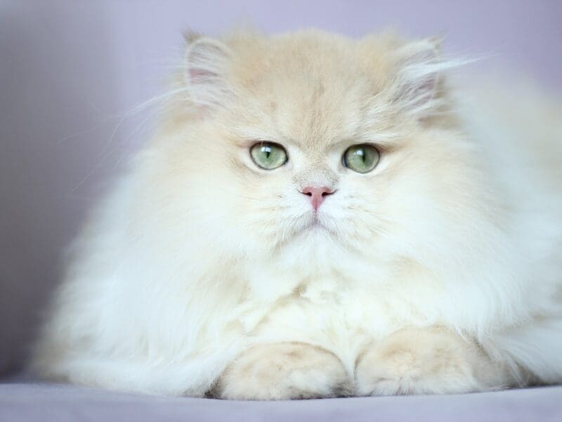 Perfect boy cy12 available for breeding