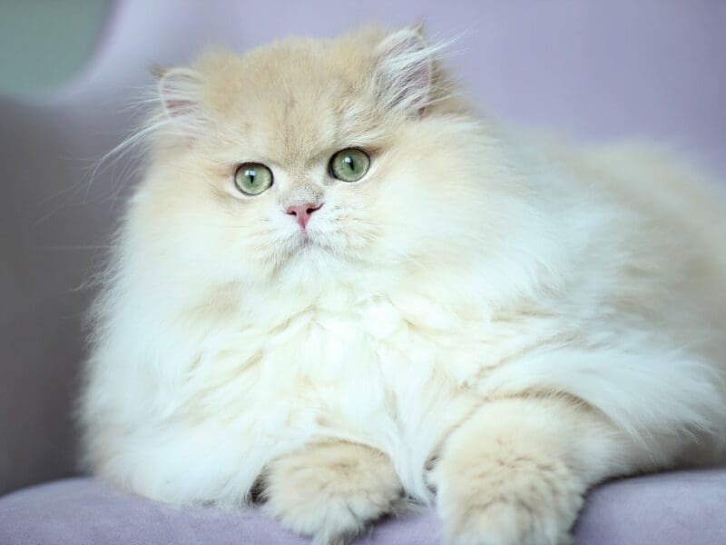 Perfect boy cy12 available for breeding