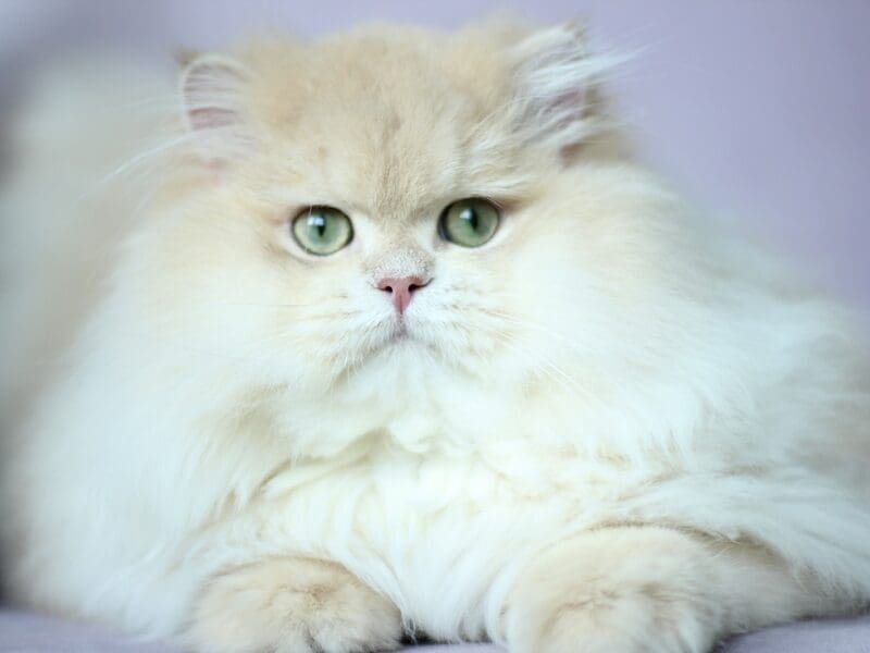 Perfect boy cy12 available for breeding