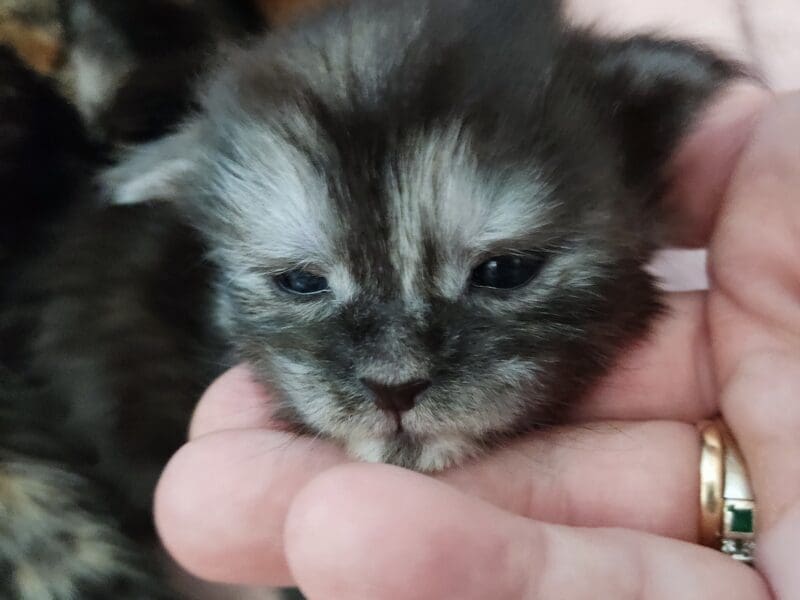 Chatons Maine coon