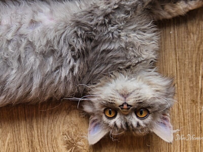 Selkirk Rex Poil Long