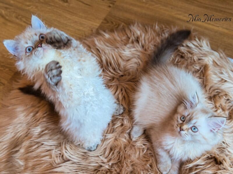 Selkirk Rex Poil Long