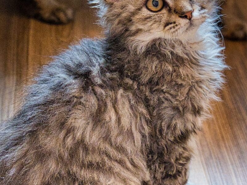 Selkirk Rex Poil Long