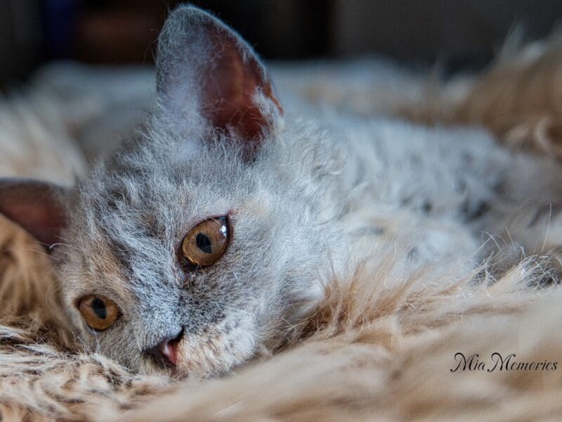 Selkirk Rex Poil Long