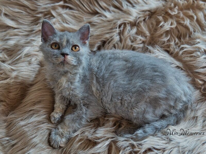 Selkirk Rex Poil Long