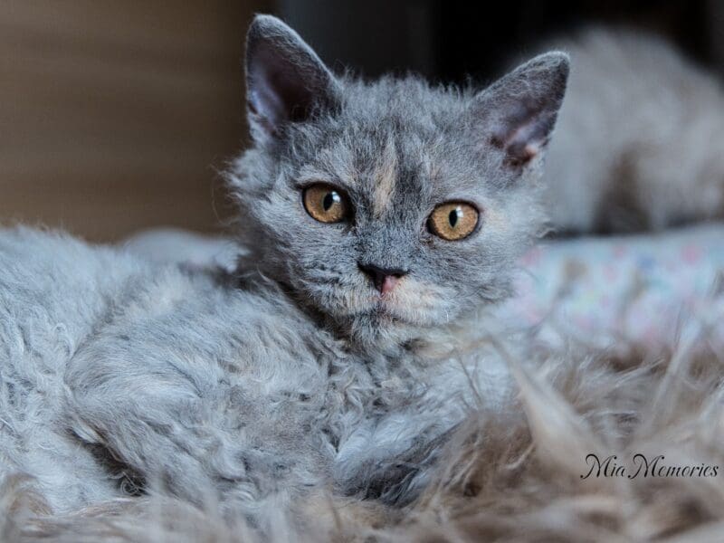 Selkirk Rex Poil Long