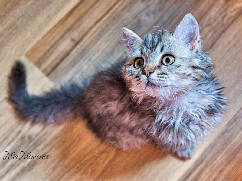 Selkirk Rex Poil Long