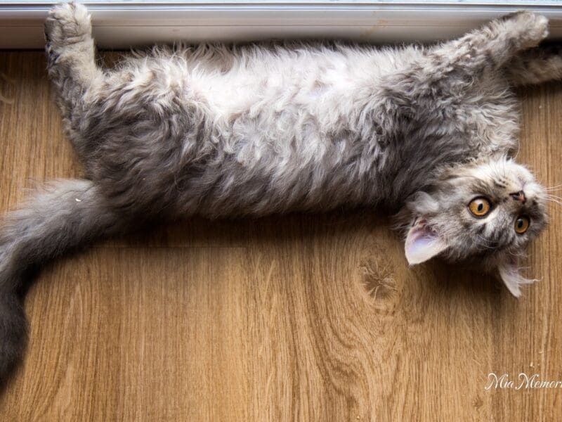 Selkirk Rex Poil Long