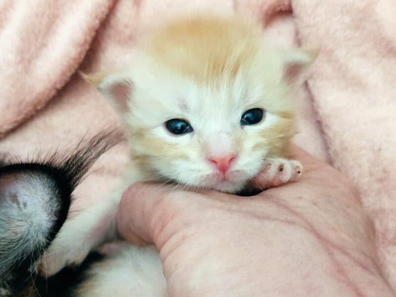 Chatons Maine coon