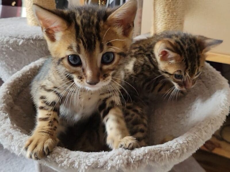 Chatons bengal Loof