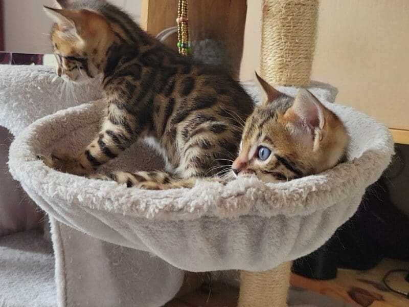 Chatons bengal Loof