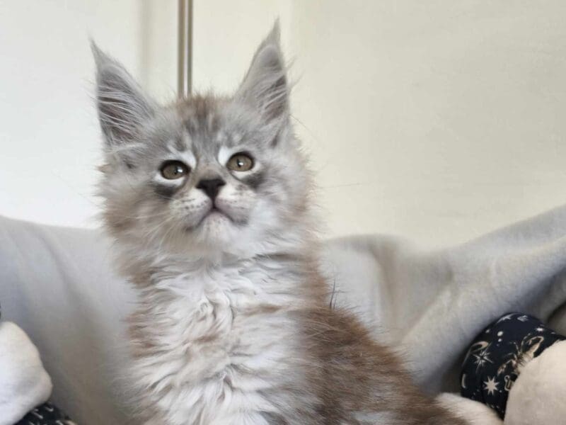 Femelle Maine Coon LOOF